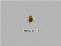 藏品(台灣微條金龜)的圖片